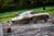 RAC Rally of the Tests 2025